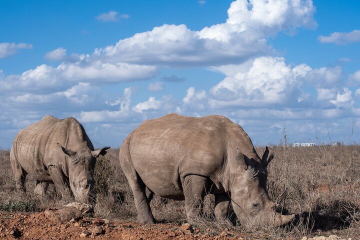 Rhinos