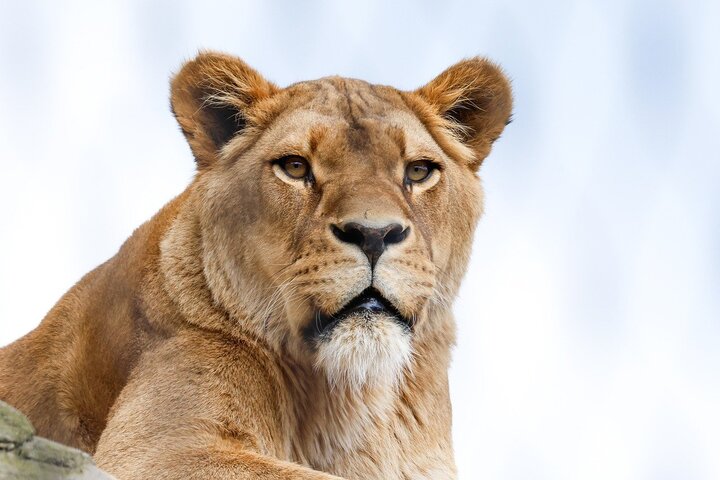 Lioness